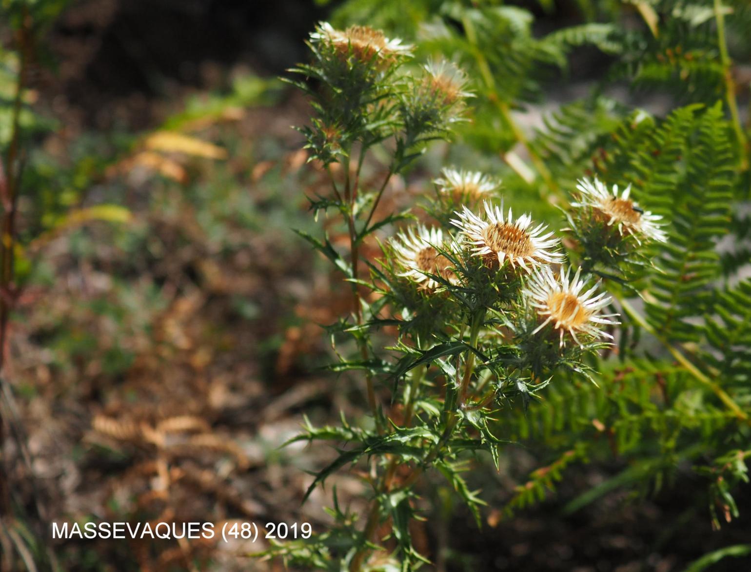 Thistle, Carline